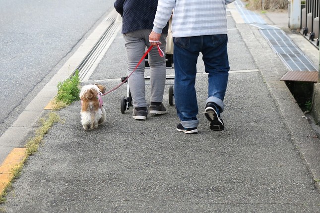 炎天下の犬の散歩 肉球 は やけど しないの 獣医に聞いた J Cast ニュース 全文表示