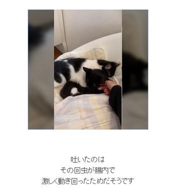 藤あや子 保護猫から寄生虫が 母子感染 大切な家族に苦しい思い と後悔 J Cast ニュース