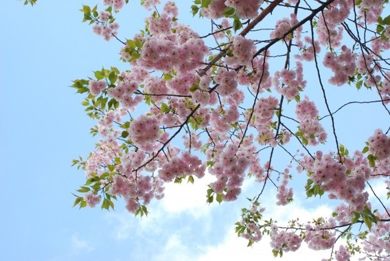 2020年の「桜を見る会」が中止された