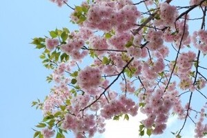 高橋洋一の霞ヶ関ウォッチ 中止決定の「桜を見る会」　会計の重要性原則から見ると...
