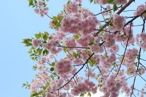  田崎史郎氏「私ですら...」桜を見る会問題には辛口論評　読売・産経も...
