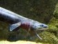 深海魚ラブカの死、朝日新聞の撮影が影響？憶測広がる　水族館は否定的「フラッシュなくても...」