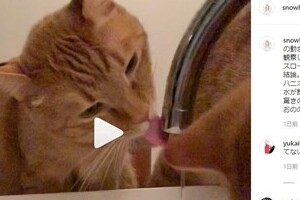 石田ゆり子、水を飲むのが「下手」すぎる愛猫を動画に
