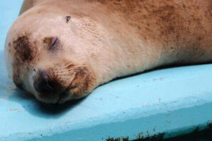 「＃ここが好きぜよ桂浜水族館」で魅力募集　公式キャラ「おとどちゃん」ツイートに反響が