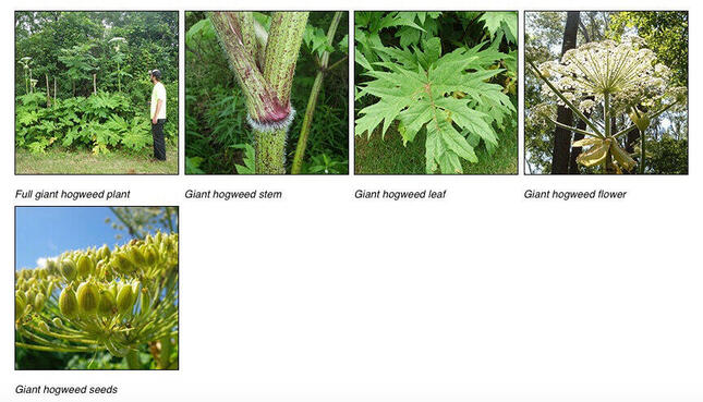 ジャイアント・ホグウィードの成長した姿、幹、葉、花、種（左上から、米ニューヨーク州環境保全省の公式サイトより）
