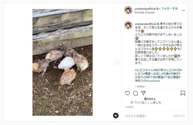 ひよこの旅立ちを報告