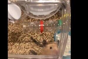 M-1優勝をハムスターに報告したら...　マヂカルラブリー野田「完全に喜んでますわ」