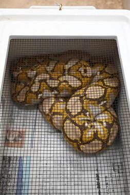 戸塚区で捕獲されたアミメニシキヘビ（野毛山動物園提供）