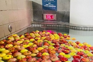 【写真】潰れたりんごが散らばる浴槽