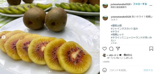 果肉に赤みがあるキウイ「相模レッド」。渡辺裕太さんのインスタグラム（＠yutawatanabe0328）より
