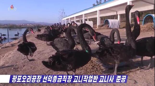 広浦（クァンポ）アヒル飼養工場に完成したコクチョウの飼育施設。大量飼育で「人民生活の生活を向上させるための基盤を提供する」としている（写真は朝鮮中央テレビから）