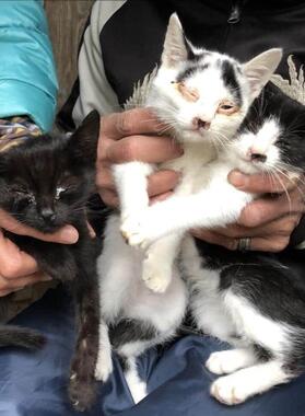 保護当時のアヤノゴー君（真ん中）