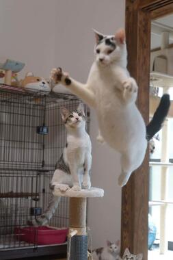 活発なアヤノゴー君