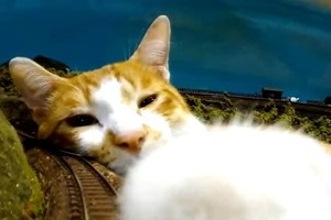 猫アレルギー でも猫を飼い続けたい 涙なしでは読めない努力と工夫の数々 J Cast ニュース 全文表示