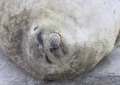 アザラシが昼寝しながらお腹をポン！　癒される仕草に100万再生の反響「可愛すぎだし音良すぎｗ」