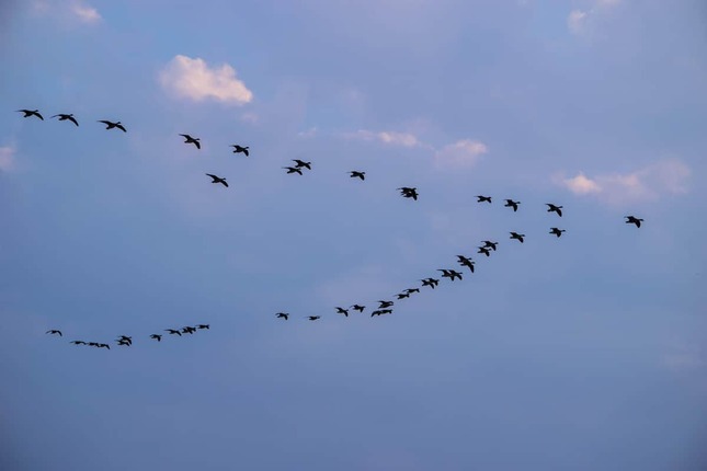 北朝鮮では渡り鳥の動向にも神経をとがらせている（写真はイメージ）