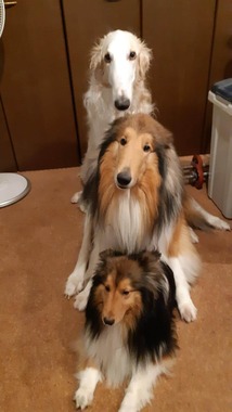 3頭の犬