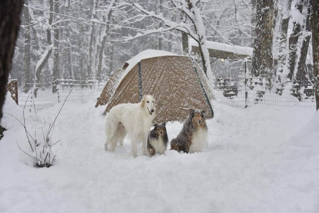 キャンプを楽しむ3頭の犬