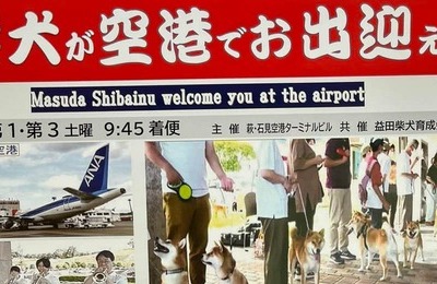  柴犬10匹以上が空港でお出迎え　「聖地」の可愛すぎるサービスが反響...企画者感動「ファンの情熱感じた」
