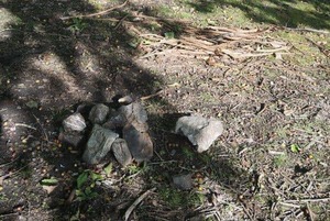 焚き火跡に発生「ツチクラゲ」が林を枯らす？　迷惑キャンパーへの警告拡散...専門家の見解は