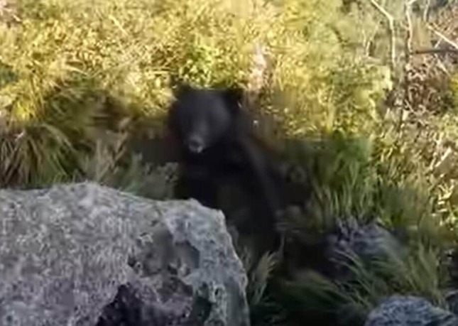 猛然と向かって来るクマ（登山者と熊＠bear_vs_climberさん投稿の動画から）