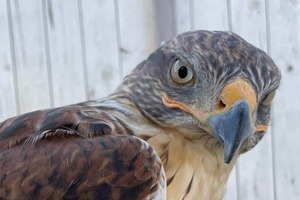 小学生が無断侵入→ペットの鳥に岩投げつけ　「怒りで手が震えた」告発話題...相手の親は「弁償一部拒否」