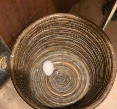 チャ茶代は連日１つ産卵