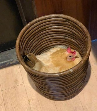 ふれあいどうぶつカフェfuuのチャ茶代