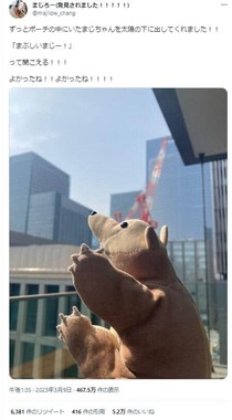 発見されたまじろー（ツイッターアカウント@majilow_changより）