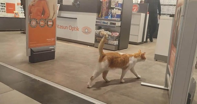 ショッピングモールの眼鏡屋さんに入っていく猫（アジアねこ散歩さんのツイートより）
