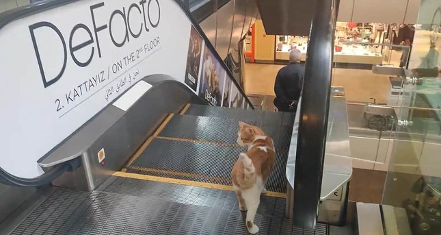 エスカレーター前で振り返る猫（アジアねこ散歩さんのツイートより）
