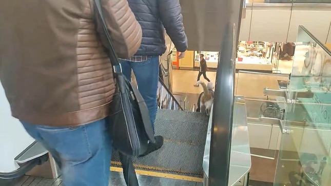 エスカレーターを駆け下りていく猫（アジアねこ散歩さんのツイートより）