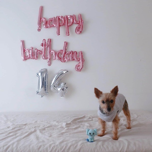 写真提供:ツイッターユーザー「ぽぽ」(@yorkie_popo)さん