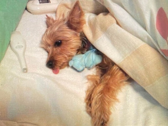 約10年前の「なるぞう」と犬、写真提供:ツイッターユーザー「ぽぽ」(@yorkie_popo)さん