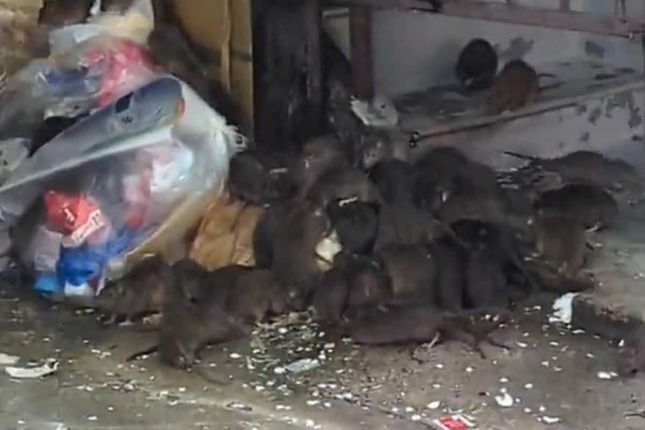 ゴミを漁るネズミの大群（投稿された動画から）