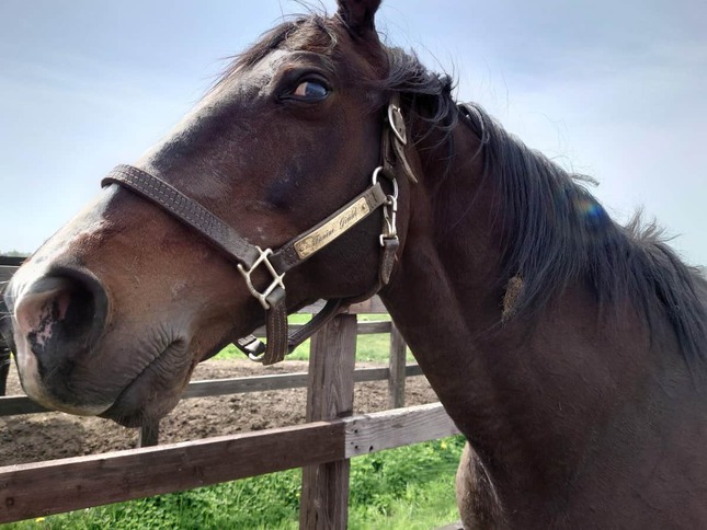 Yogiboヴェルサイユリゾートファーム（＠Versailles_Farm）の投稿より