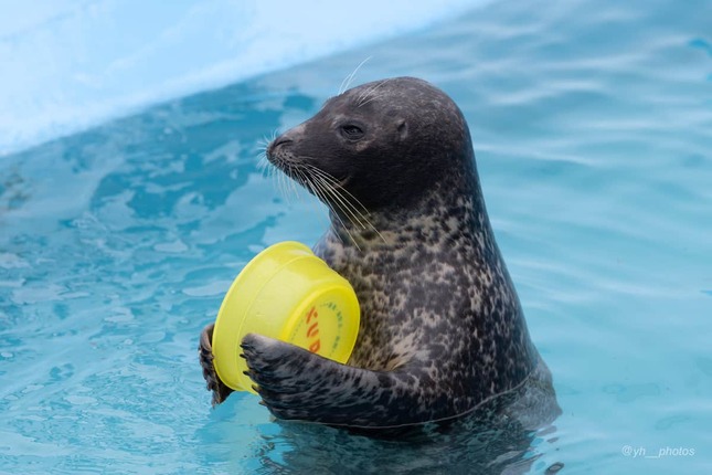 ツイッターユーザー・ゆー（＠yh__photos）さんの投稿より
