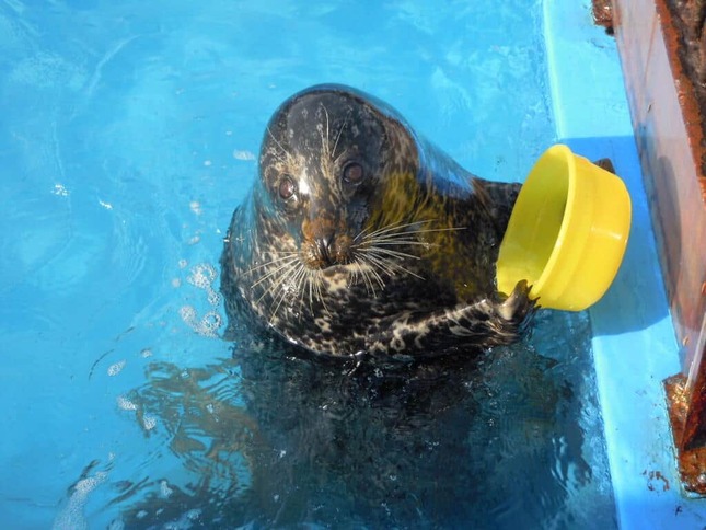 写真提供：室蘭民報みんなの水族館（市立室蘭水族館）
