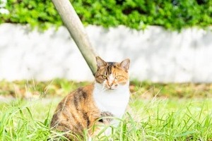 猫の鳴き声、近づくと「トラバサミ」に挟まれ真っ赤に　「かなりの圧力で食い込んでいた」目撃者怒り