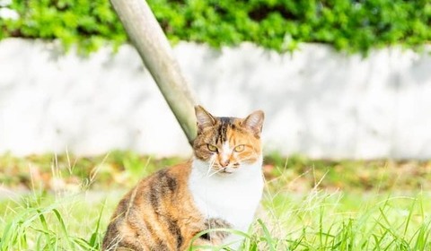 猫の鳴き声、近づくと「トラバサミ」に挟まれ真っ赤に　「かなりの圧力で食い込んでいた」目撃者怒り