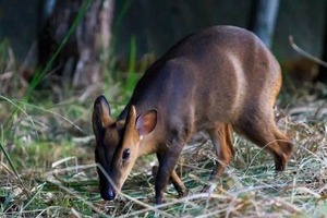 千葉で大繁殖のキョンに「食べればいい」の声　ジビエでも「大人気」しかし...付加価値つけば問題も