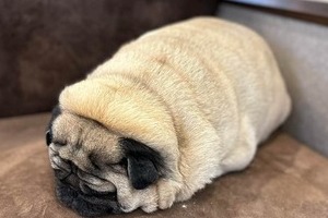パグがイモムシみたいに真ん丸に...！　X投稿で大反響　「これ以上可愛い犬いる？」「癒ししかない！」