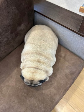 上から見ると…（画像提供：もちまるのアトリエ(＠motimarukun)さん）