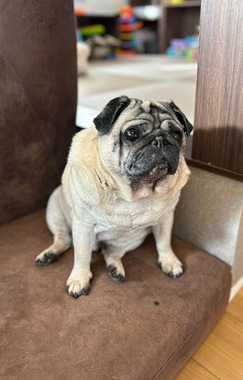 もち丸くん（画像提供：もちまるのアトリエ(＠motimarukun)さん）