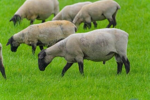 牧場で草をはむ羊