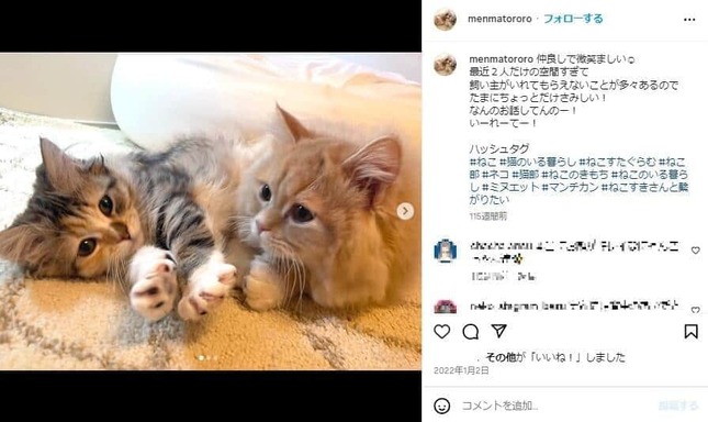 飼い猫を披露しているエミリンさんのインスタグラム（＠Menmatororo）より