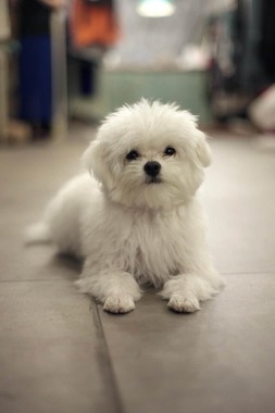 めんめんちゃん（画像提供：久間崇史さん）