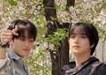人気韓国アイドルが桜ゆさぶる...公式動画に「炎上」懸念の日本ファン　「自然に落ちていくから綺麗なのに」