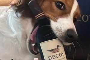 「癒されますね～」大谷翔平の愛犬デコピン、ワインボトルをガブリ？　大谷のインスタ投稿にほっこり