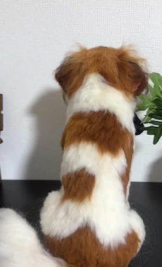 画像提供：わたわたペット＠中の人(＠watawata_pets)さん